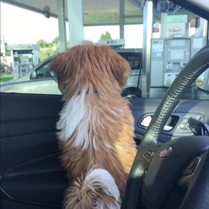 Meet your Posher, Lexi